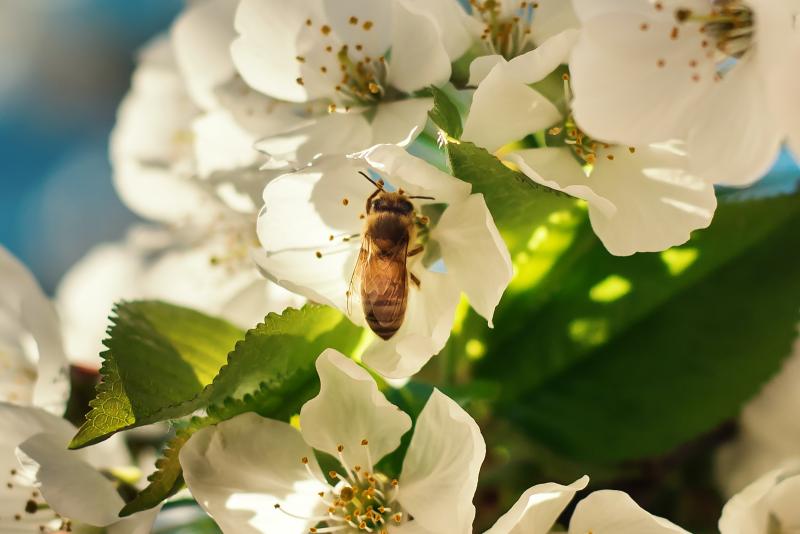 SDG 15 - La biodiversità nascosta intorno a noi